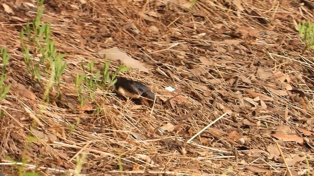 Hirondelle rustique - ML638337694