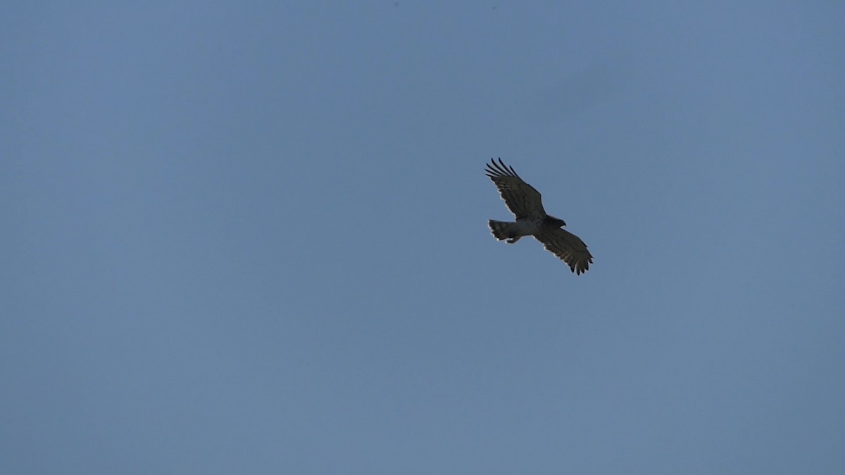 Short-toed Snake-Eagle - ML638337699