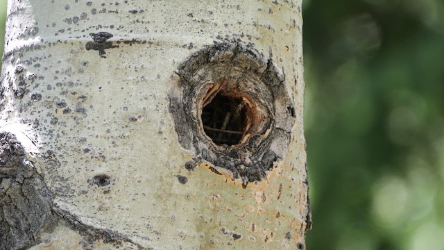 Northern House Wren (Northern) - ML638337700