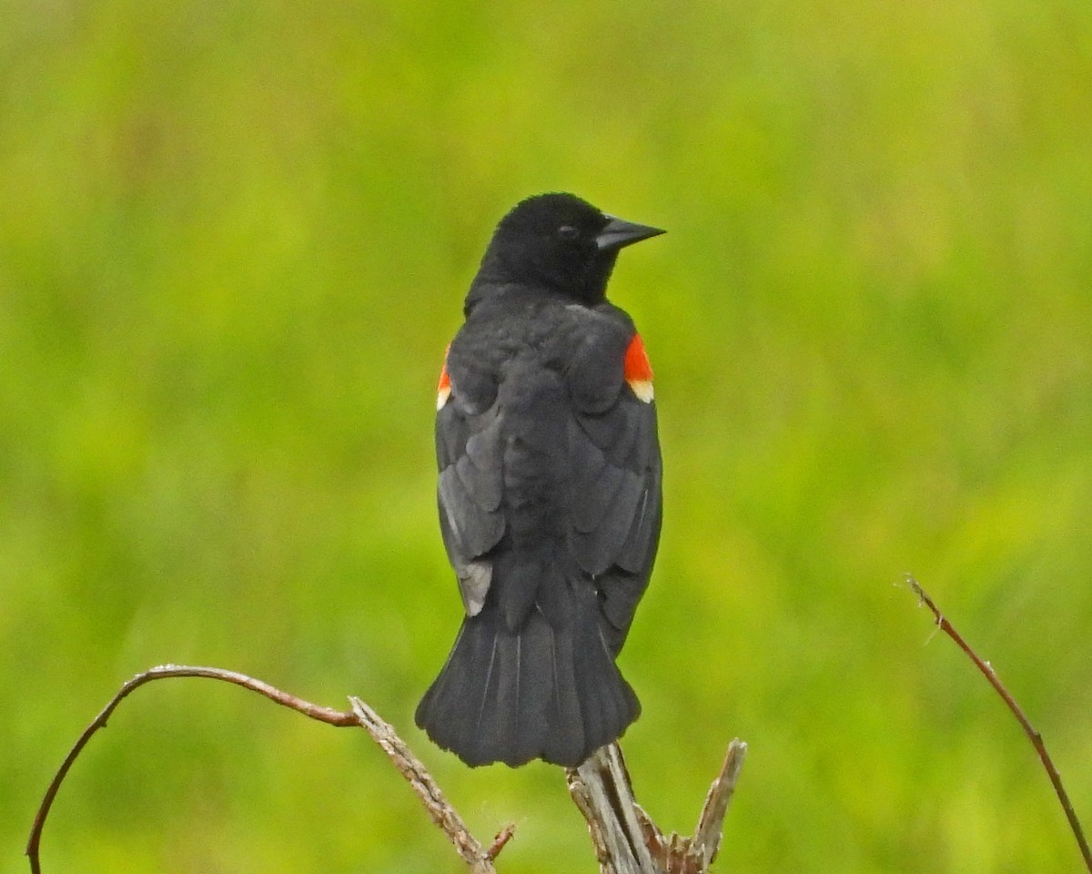 Red-winged Blackbird - ML638337704