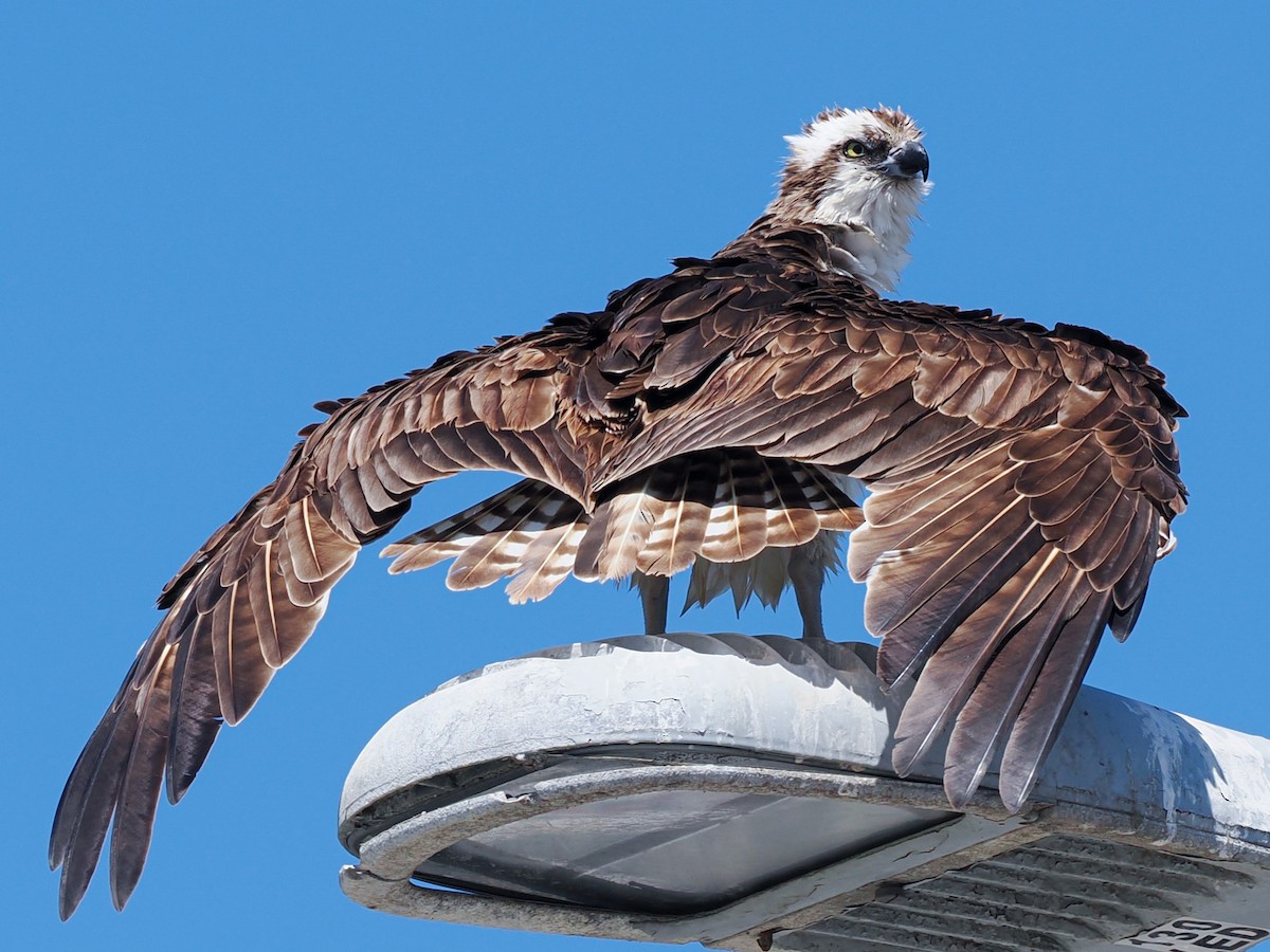 Águila Pescadora - ML638337708