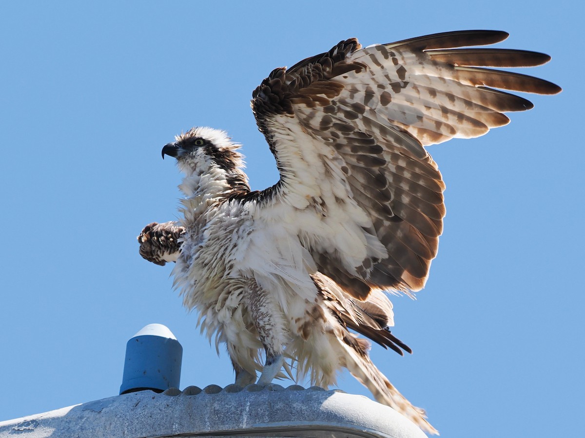 Águila Pescadora - ML638337709