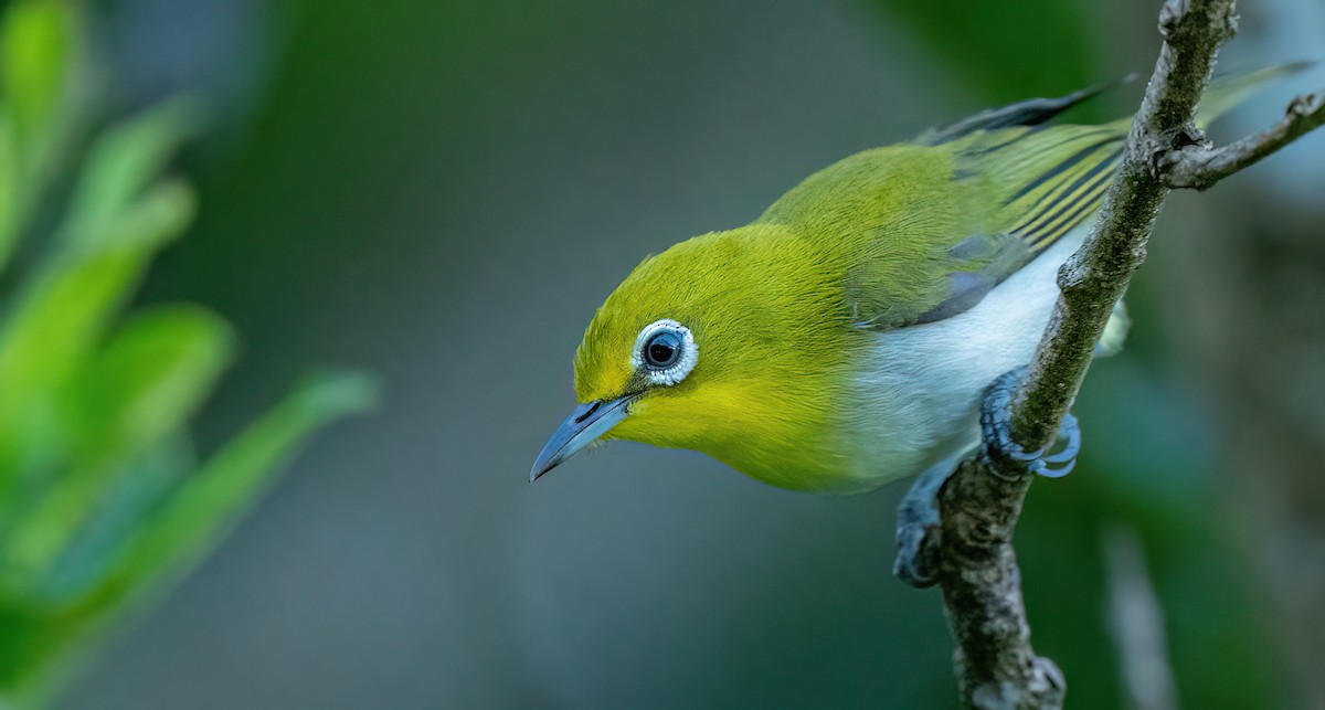 Lowland White-eye - ML638337713