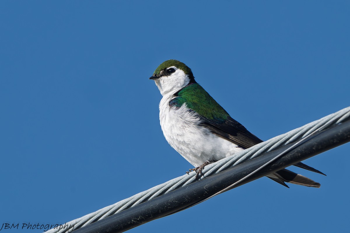 Violet-green Swallow - ML638337716