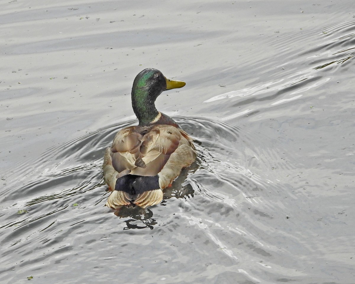 Mallard - ML638337752