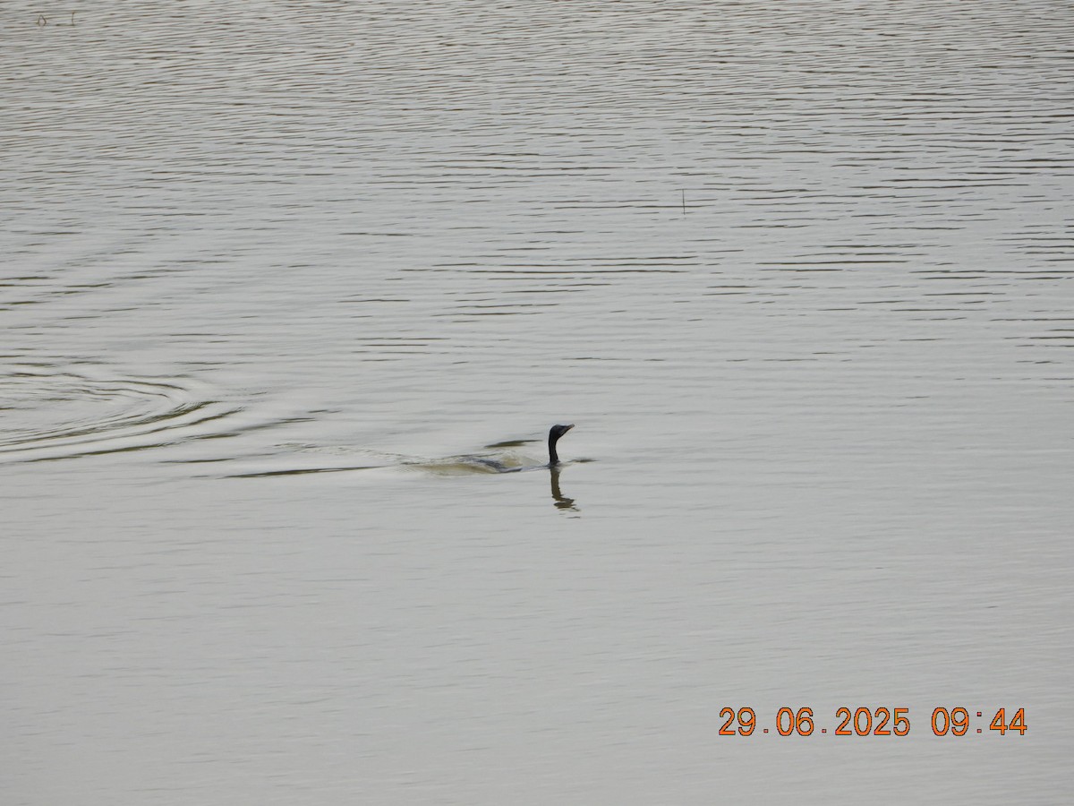 Little Cormorant - ML638337753