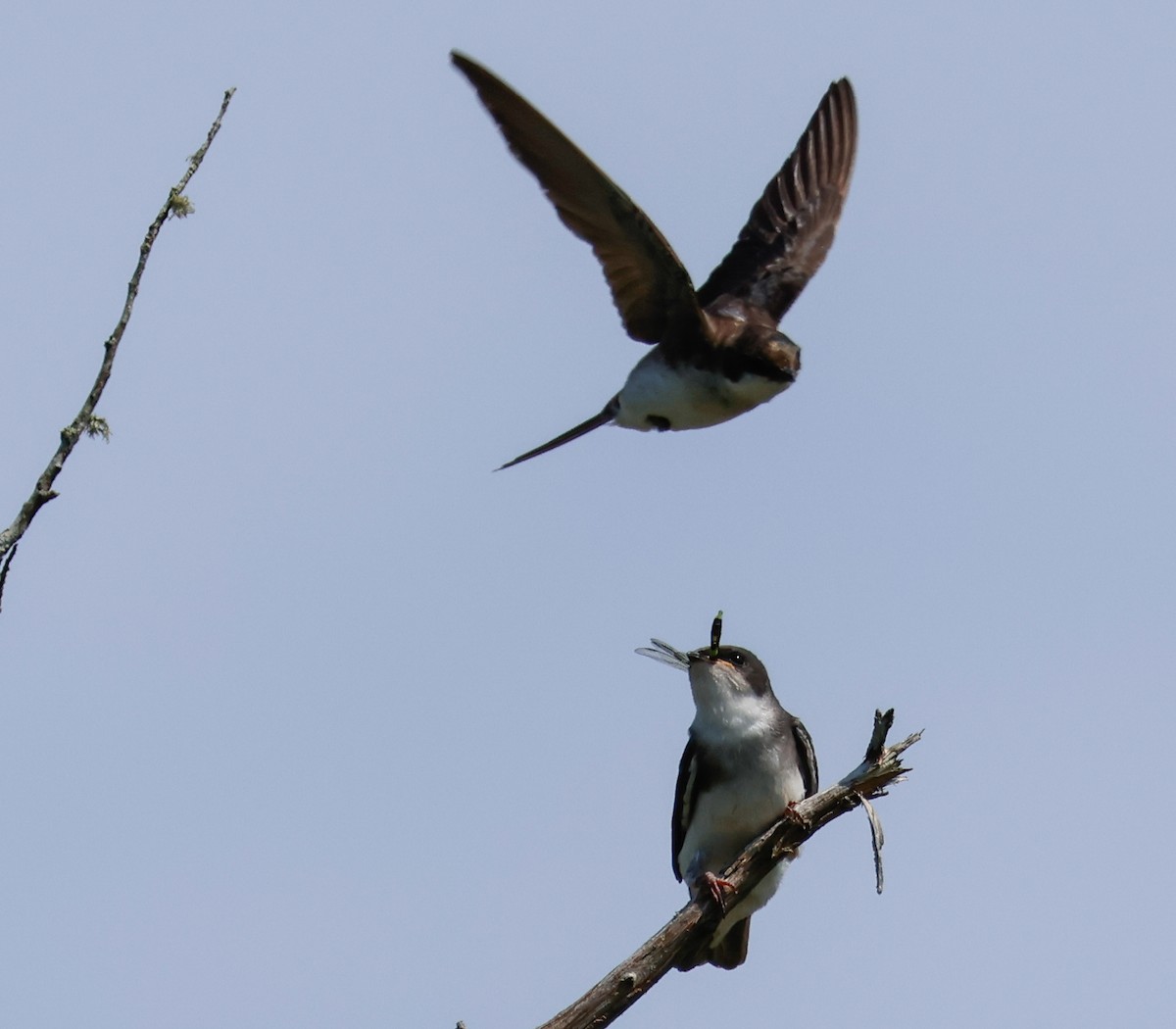 Tree Swallow - ML638337755