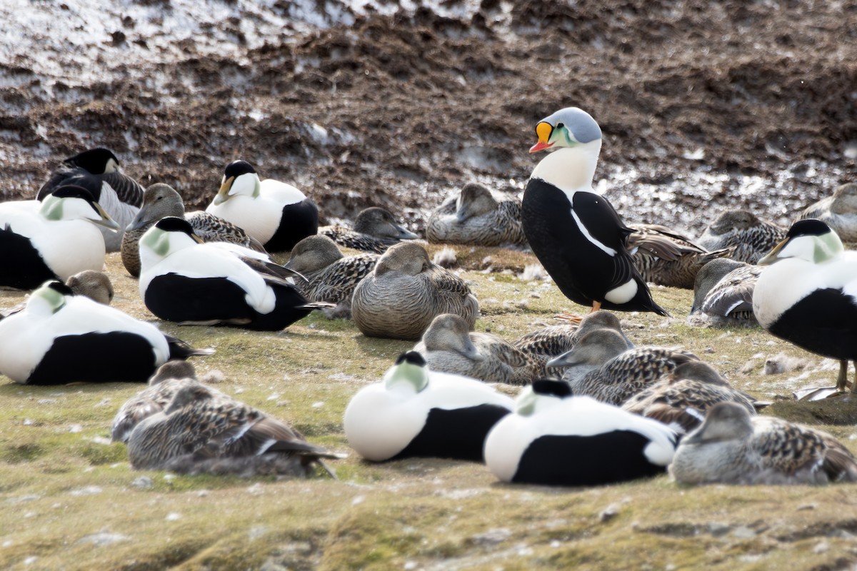 King Eider - ML638337756
