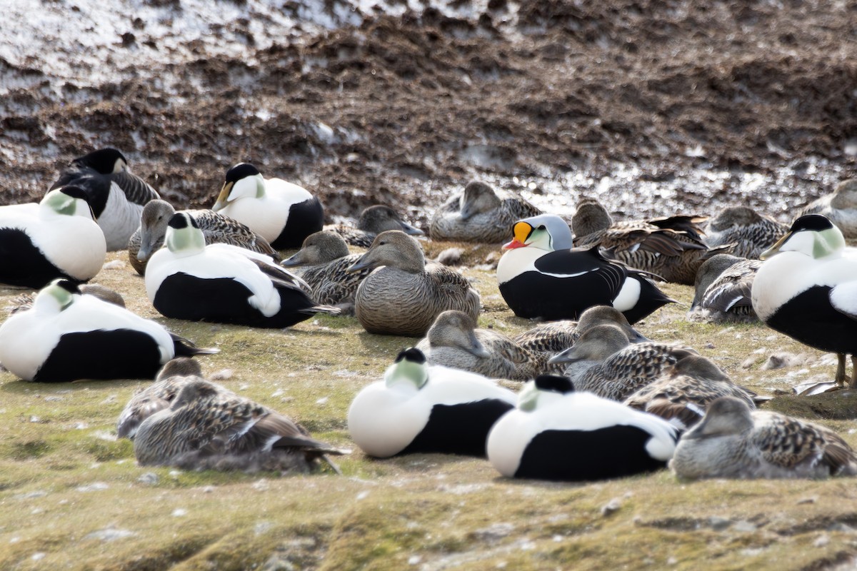 King Eider - ML638337760