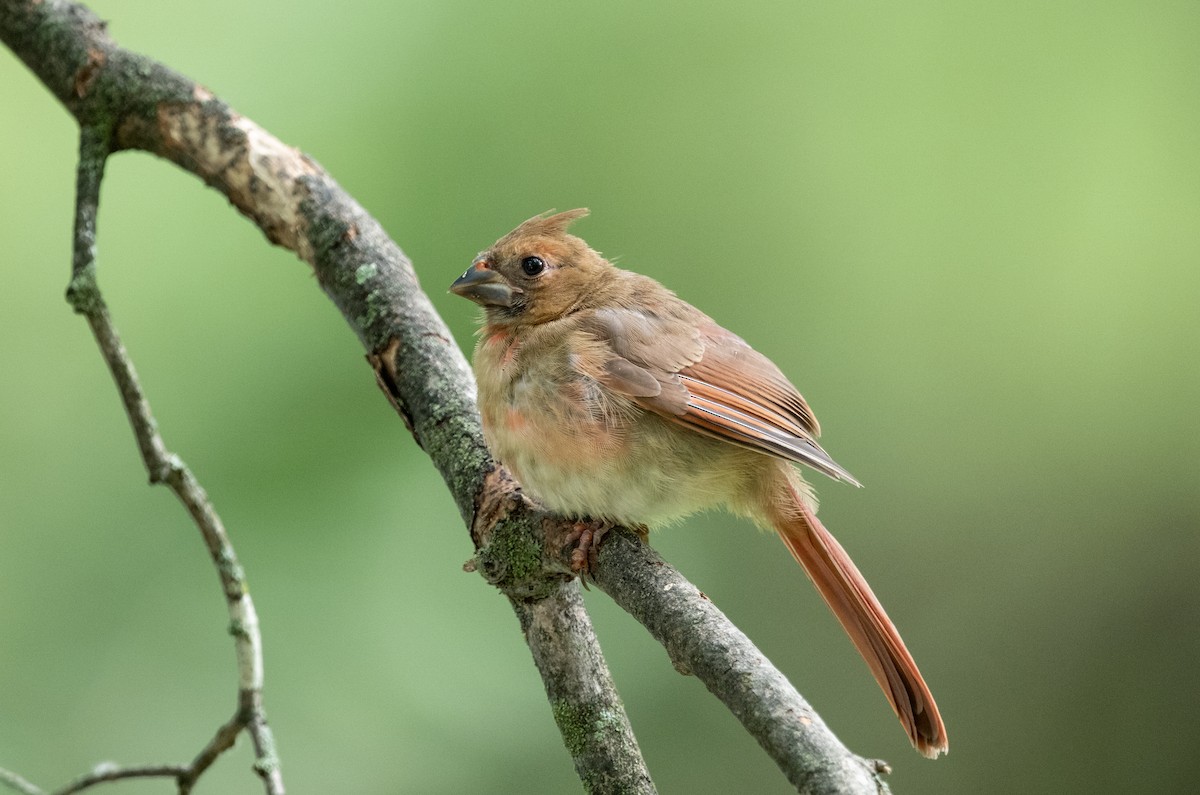 Northern Cardinal - ML638337761