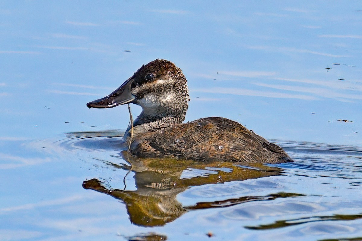 Ruddy Duck - ML638337768