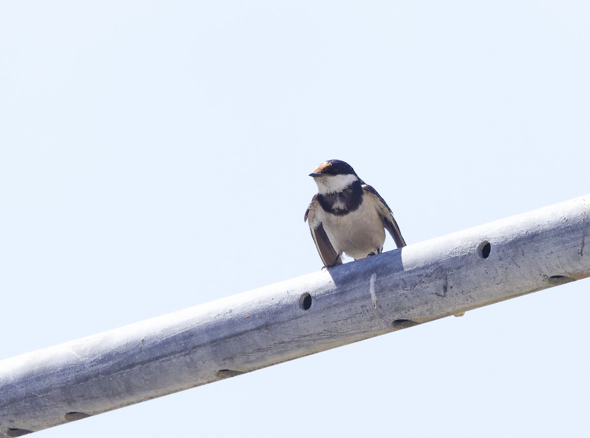 White-throated Swallow - ML638337769