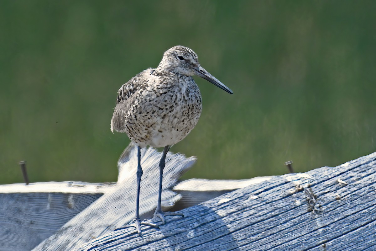 Willet - ML638337771