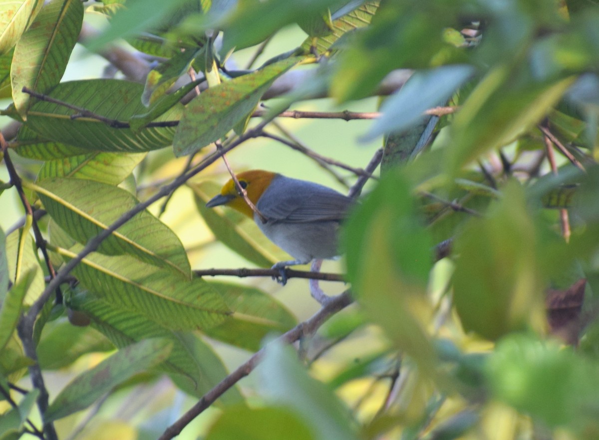 Orange-headed Tanager - ML638337773