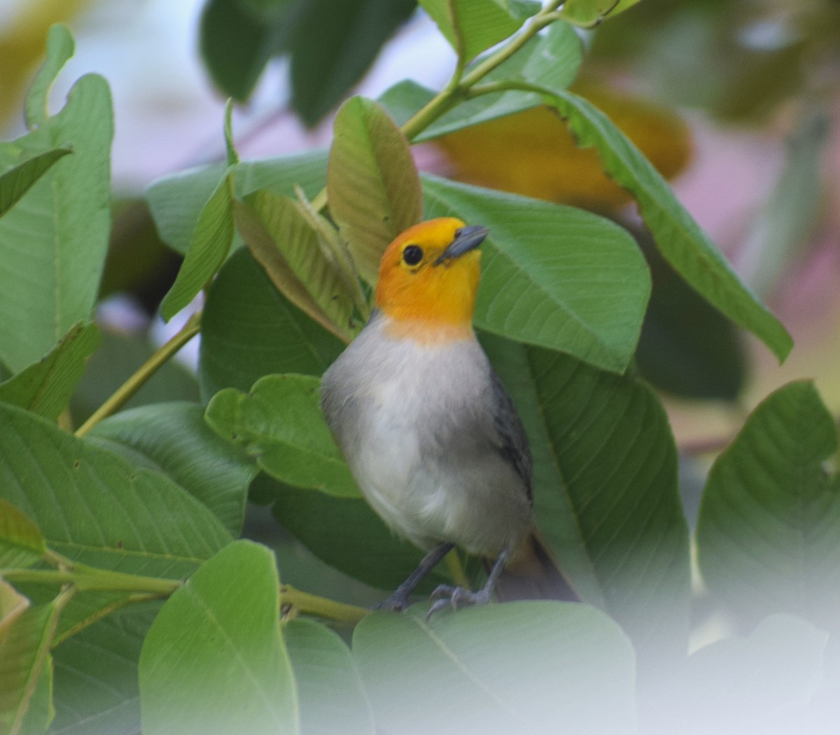 Orange-headed Tanager - ML638337774