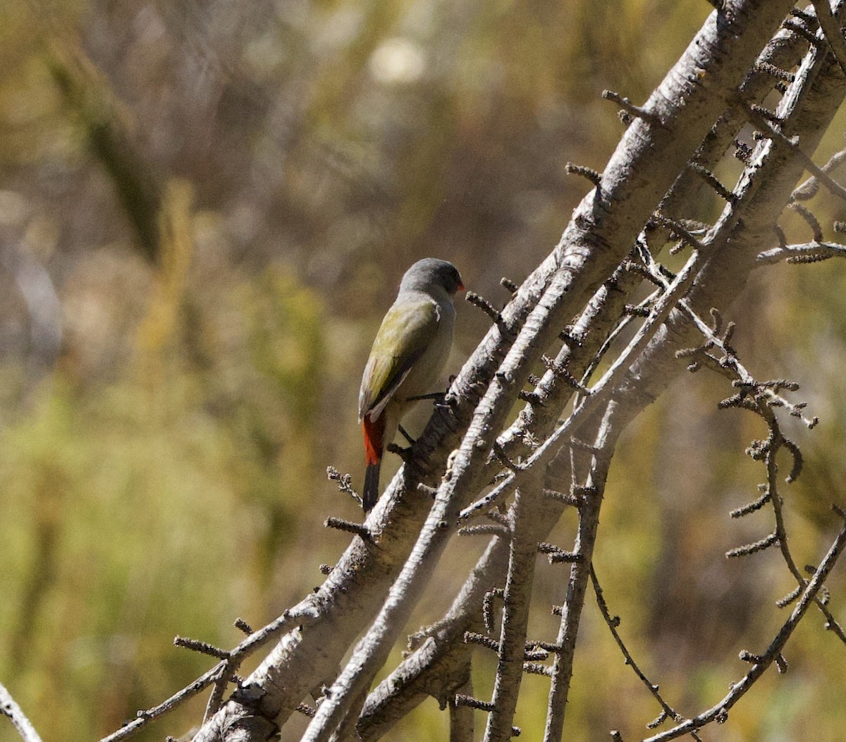 Swee Waxbill - ML638337778