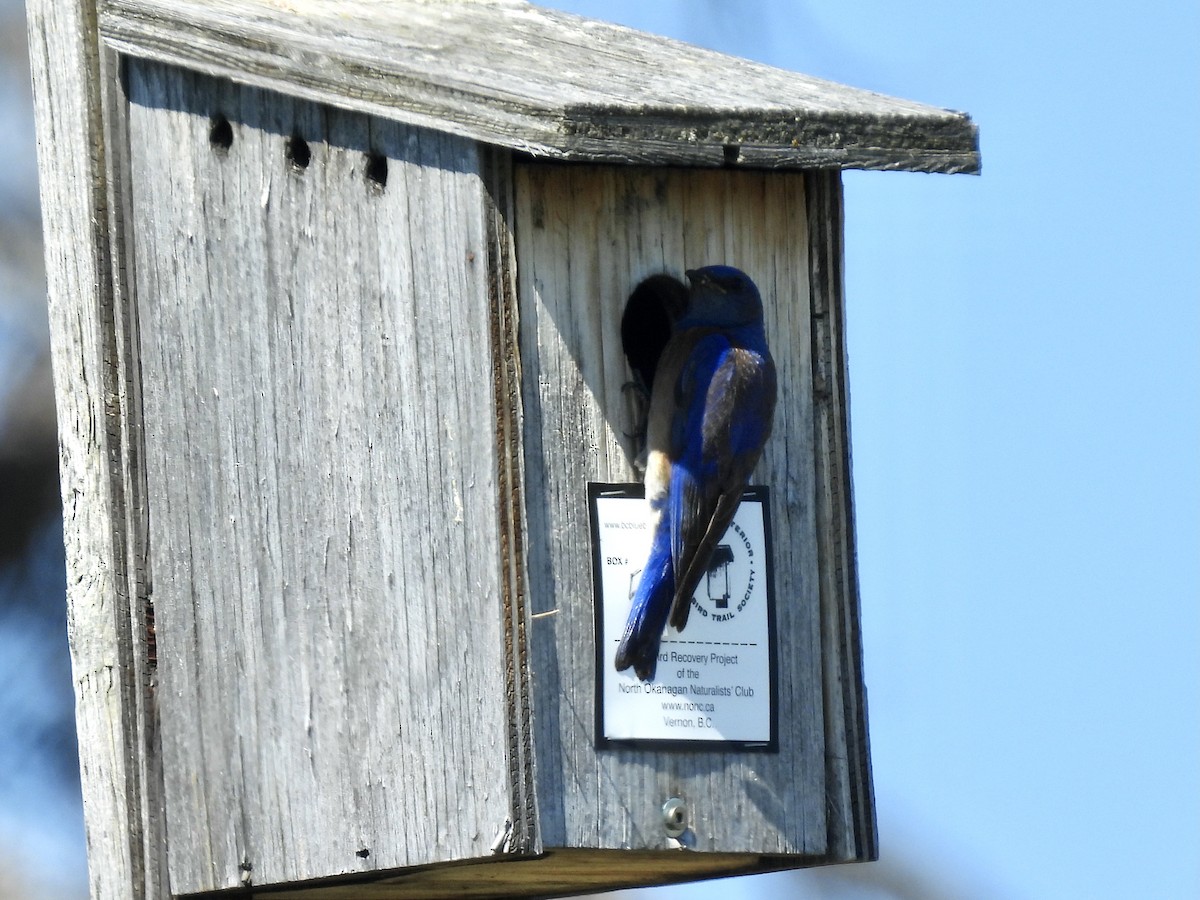 Western Bluebird - ML638337781
