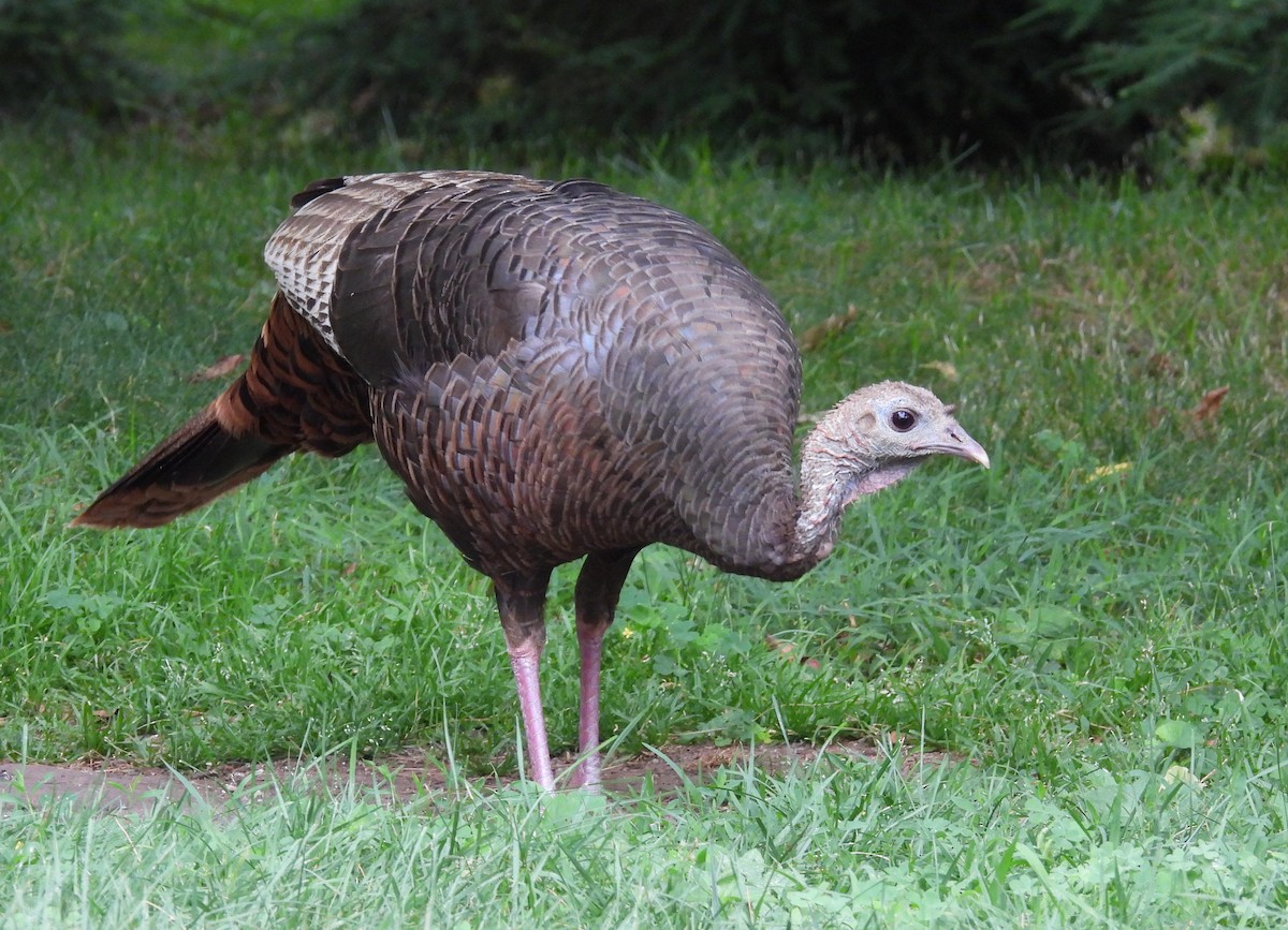 Wild Turkey - ML638337782