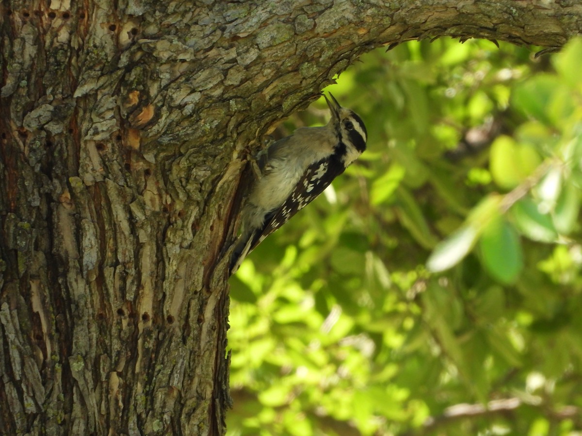 Downy Woodpecker - ML638337783