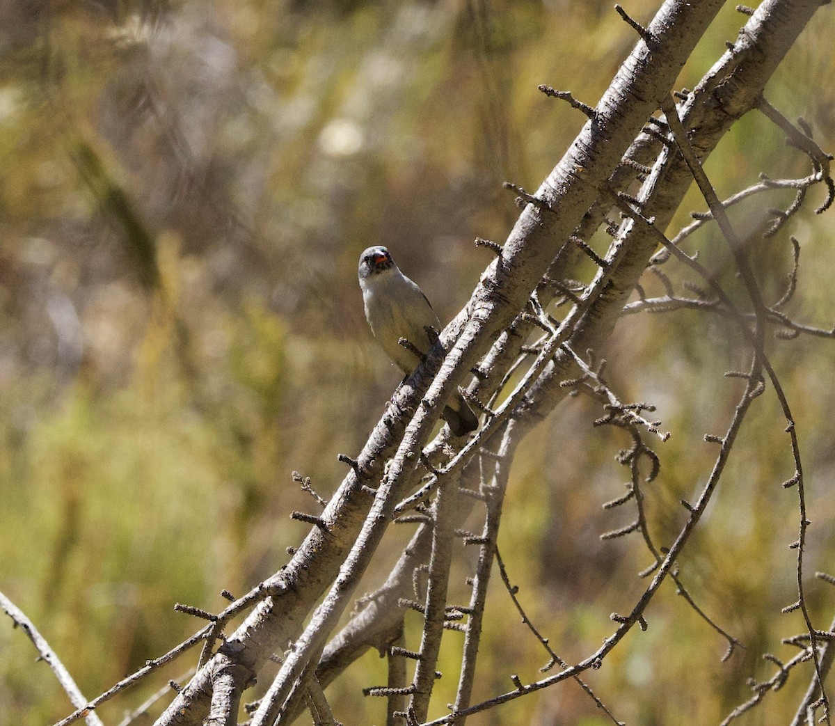 Swee Waxbill - ML638337786