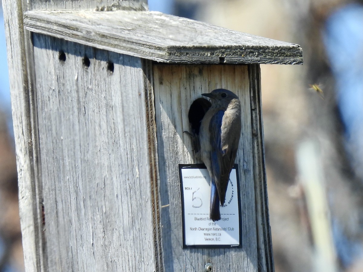 Western Bluebird - ML638337788