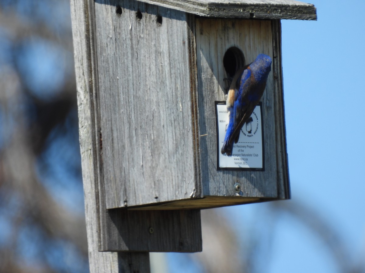 Western Bluebird - ML638337789