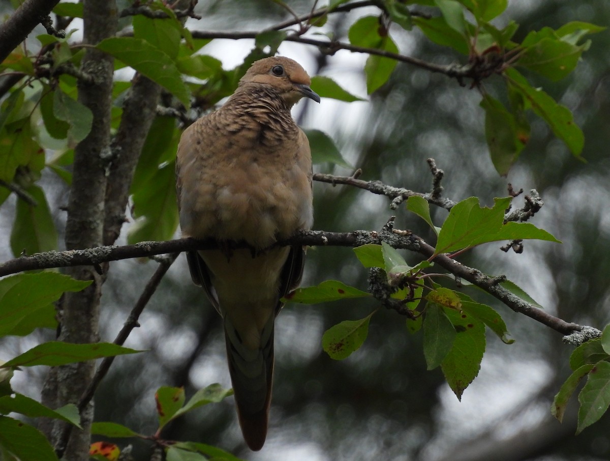 Mourning Dove - ML638337790