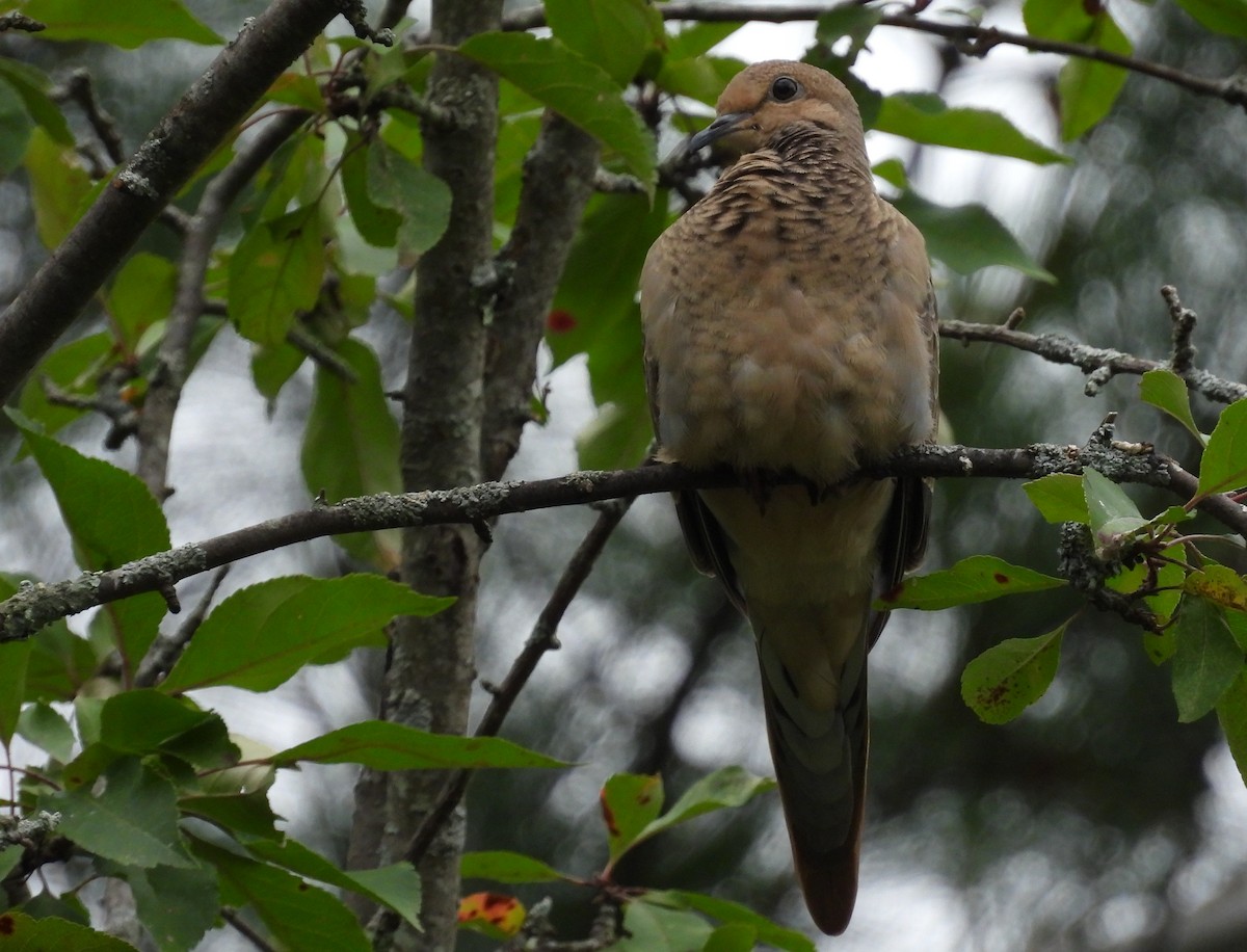 Mourning Dove - ML638337791
