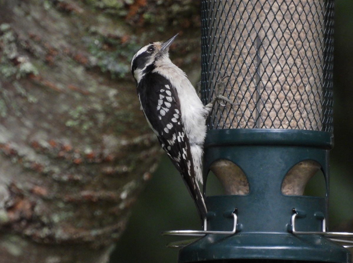 Downy Woodpecker - ML638337797