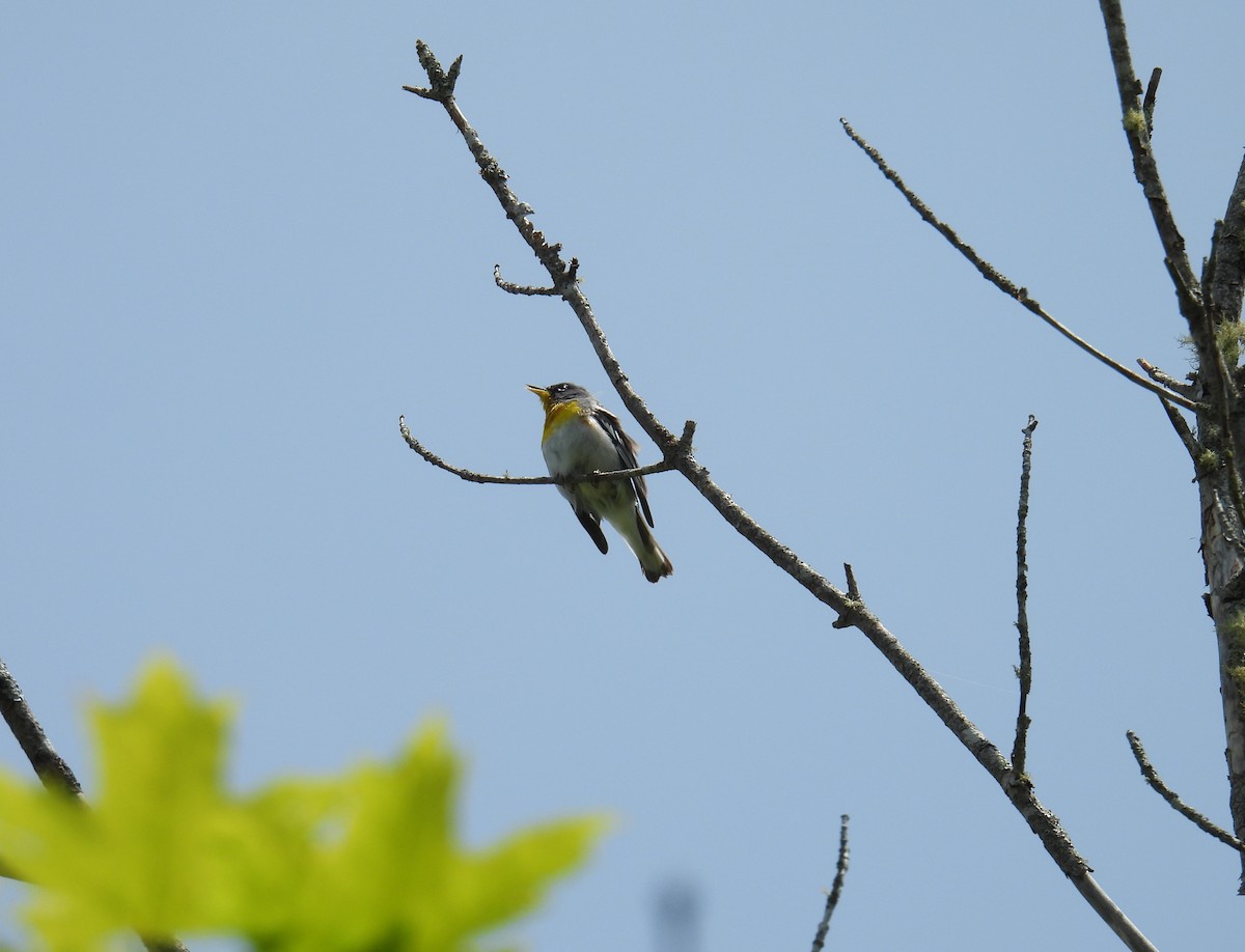 Northern Parula - ML638337801