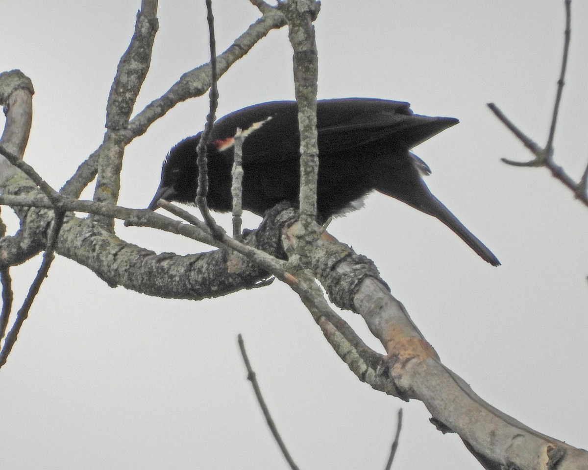 Red-winged Blackbird - ML638337813