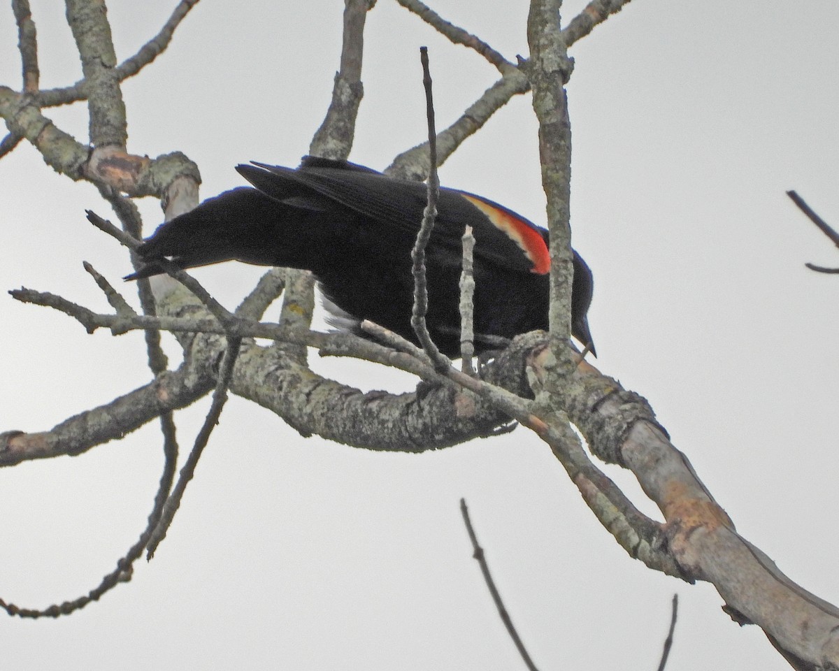 Red-winged Blackbird - ML638337829
