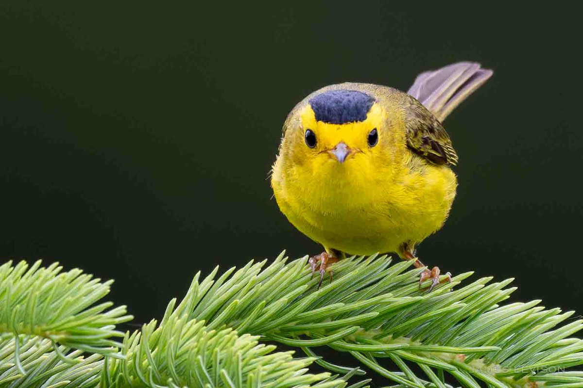 Wilson's Warbler - ML638337837