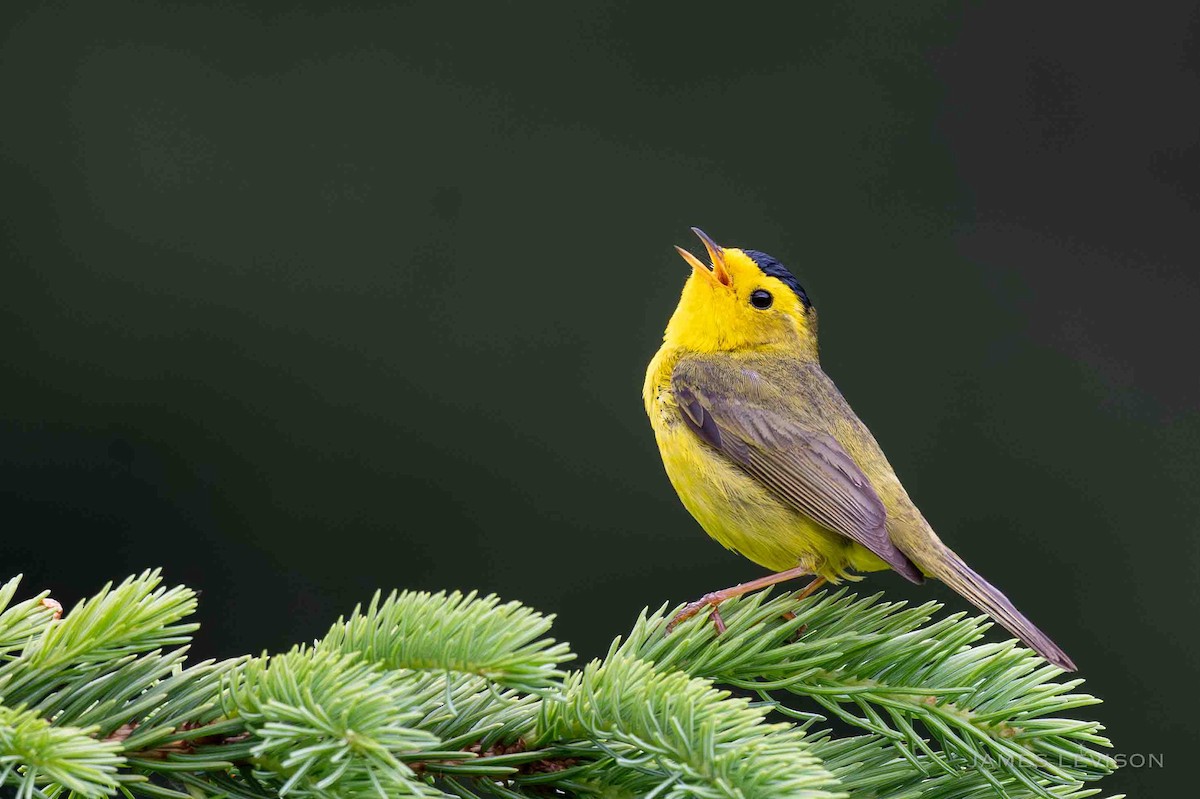Wilson's Warbler - ML638337841