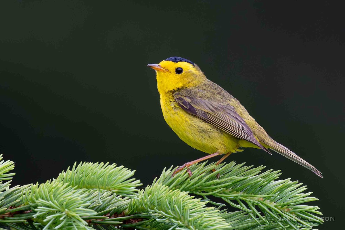 Wilson's Warbler - ML638337843
