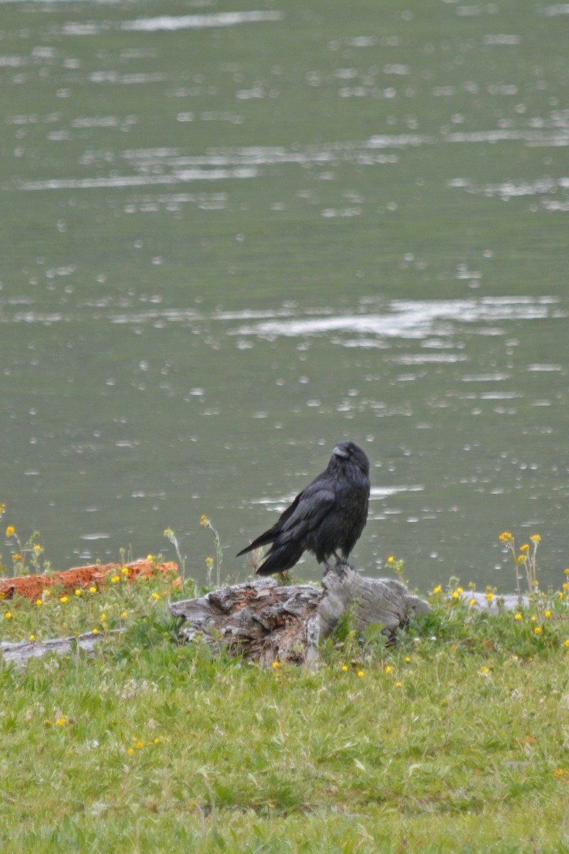 Common Raven - ML638337845