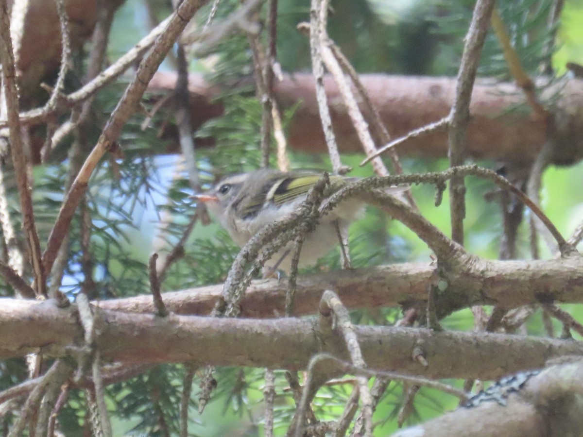 Golden-crowned Kinglet - ML638337847