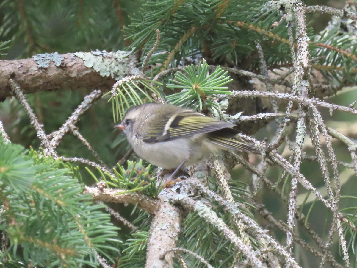 Golden-crowned Kinglet - ML638337848