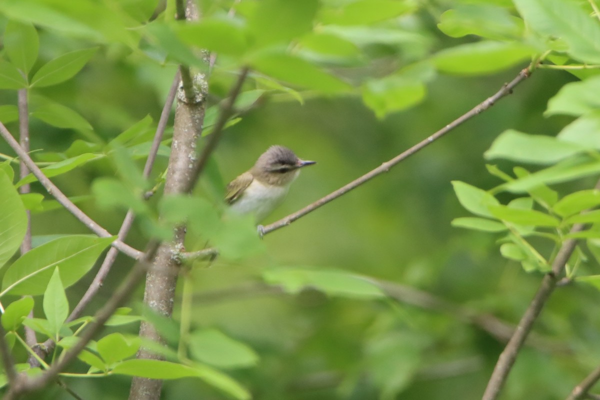 Vireo begigorria - ML638337854