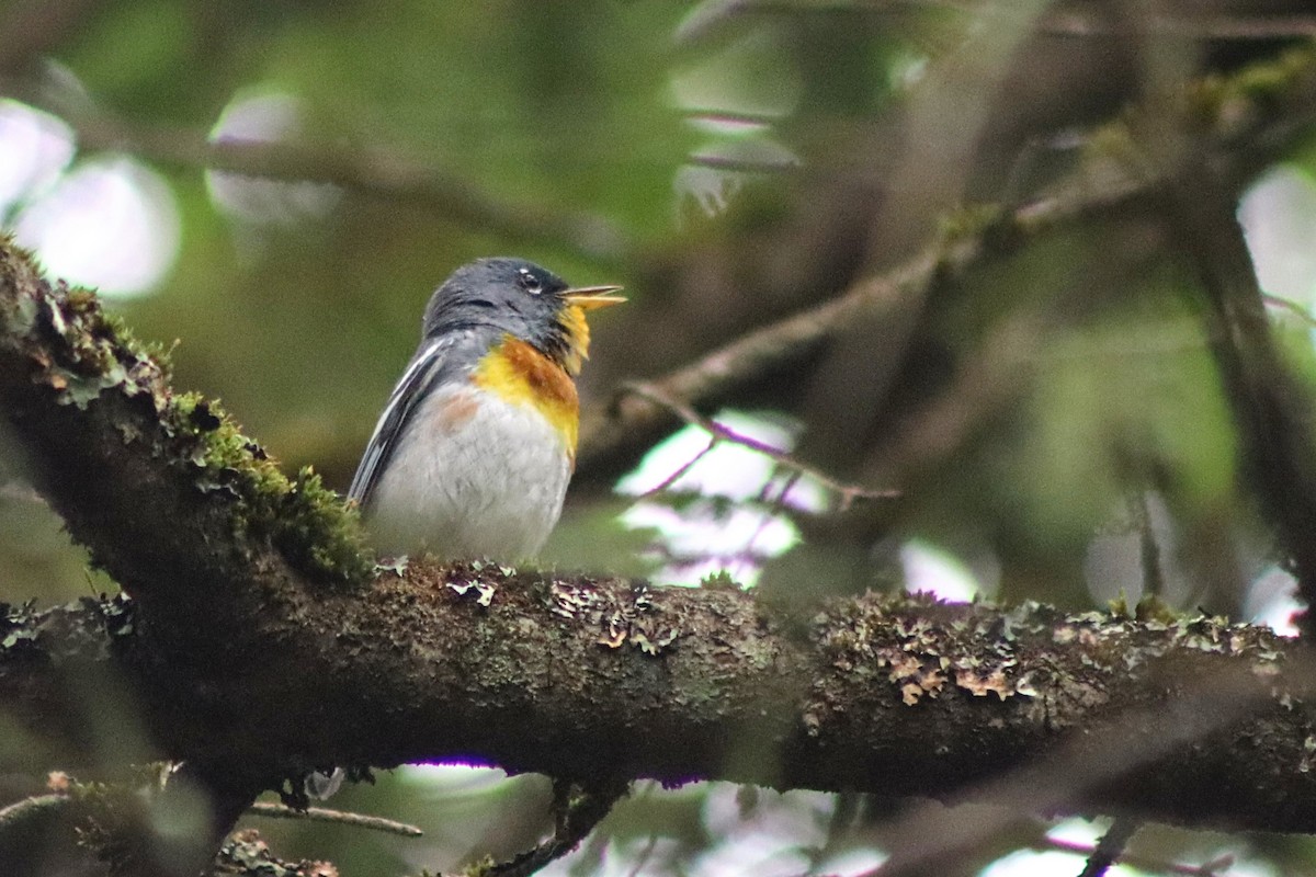 Northern Parula - ML638337867