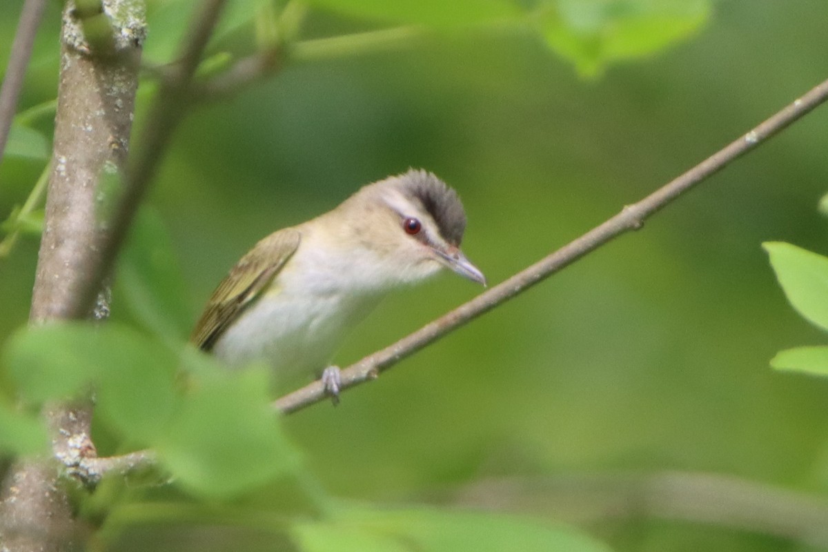 Vireo begigorria - ML638337871