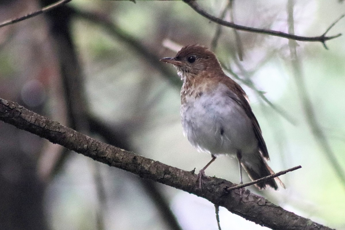 Veery - ML638337874