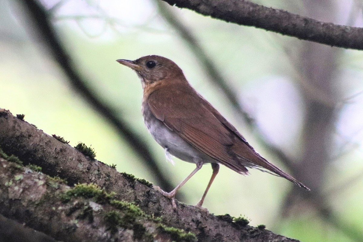 Veery - ML638337882
