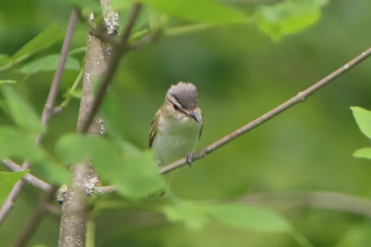 Vireo begigorria - ML638337883