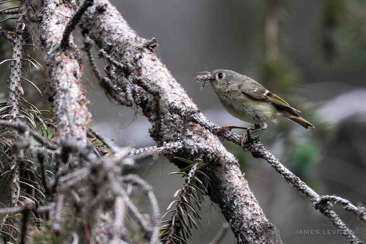 Ruby-crowned Kinglet - ML638337897