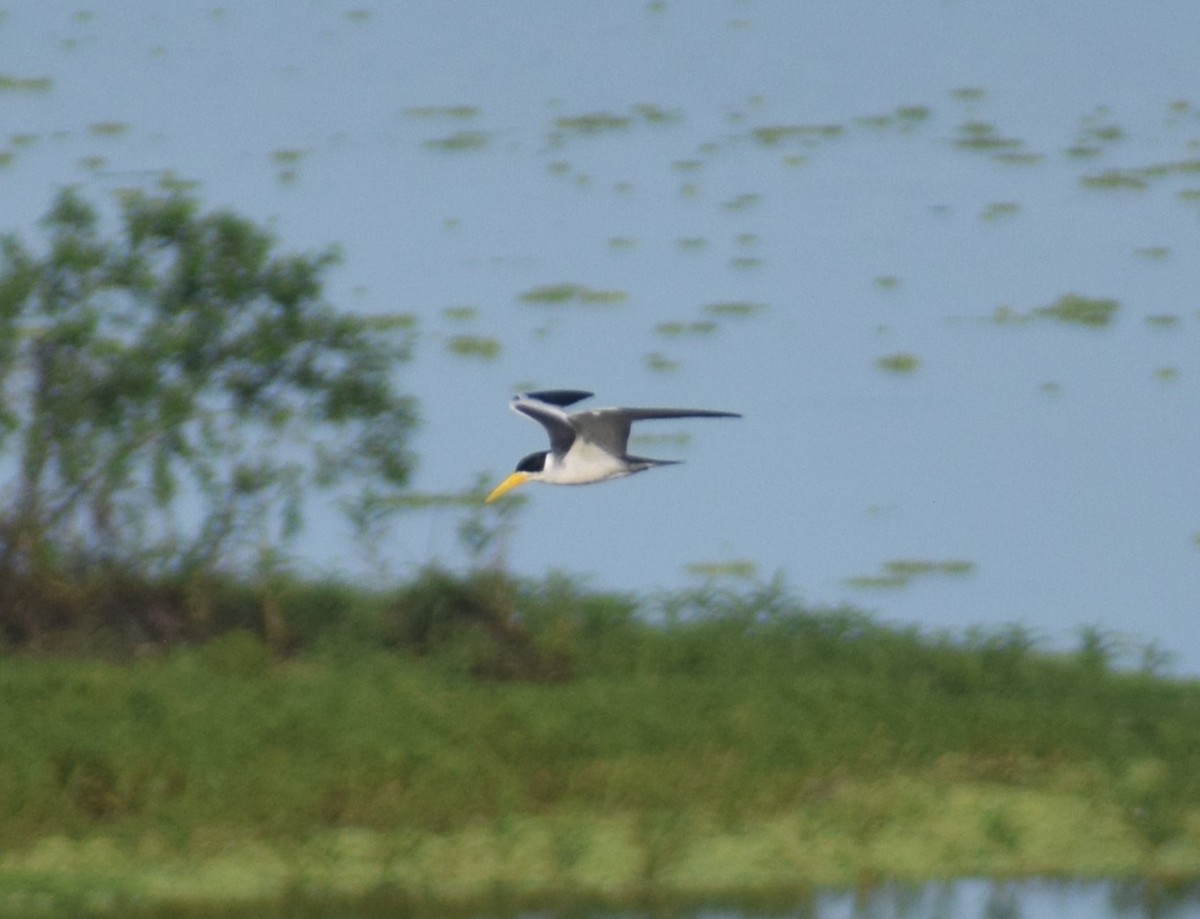 Large-billed Tern - ML638337913