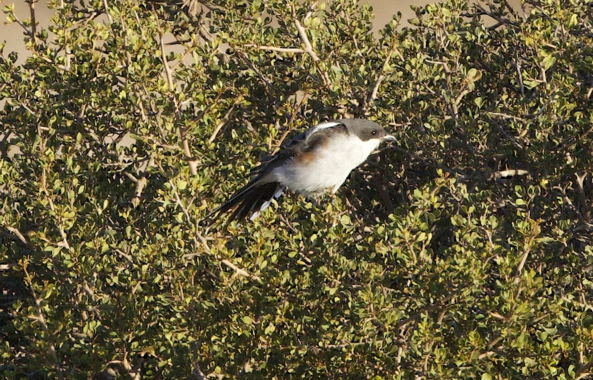 Southern Fiscal - ML638337933