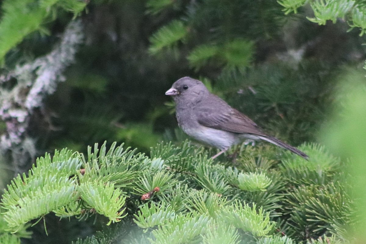 Dark-eyed Junco - ML638337955