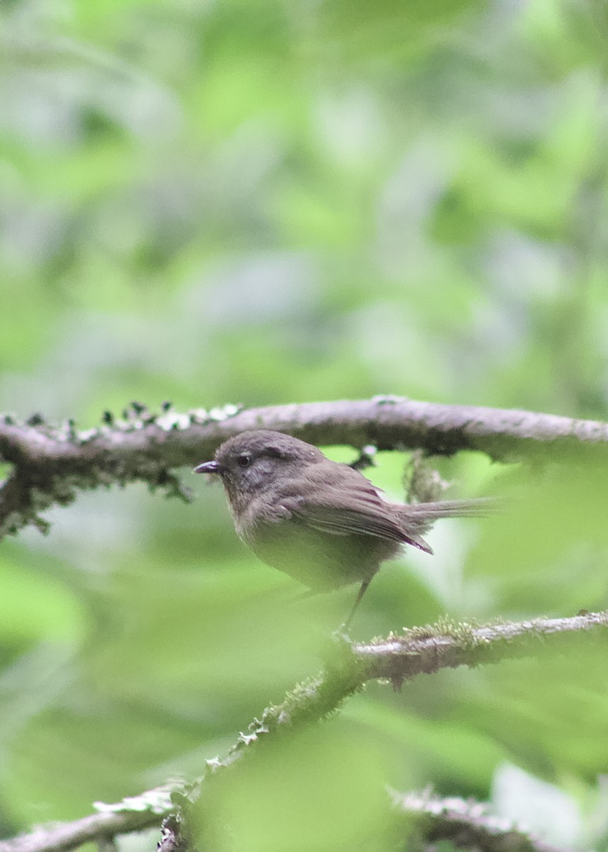 Wrentit - ML638337979