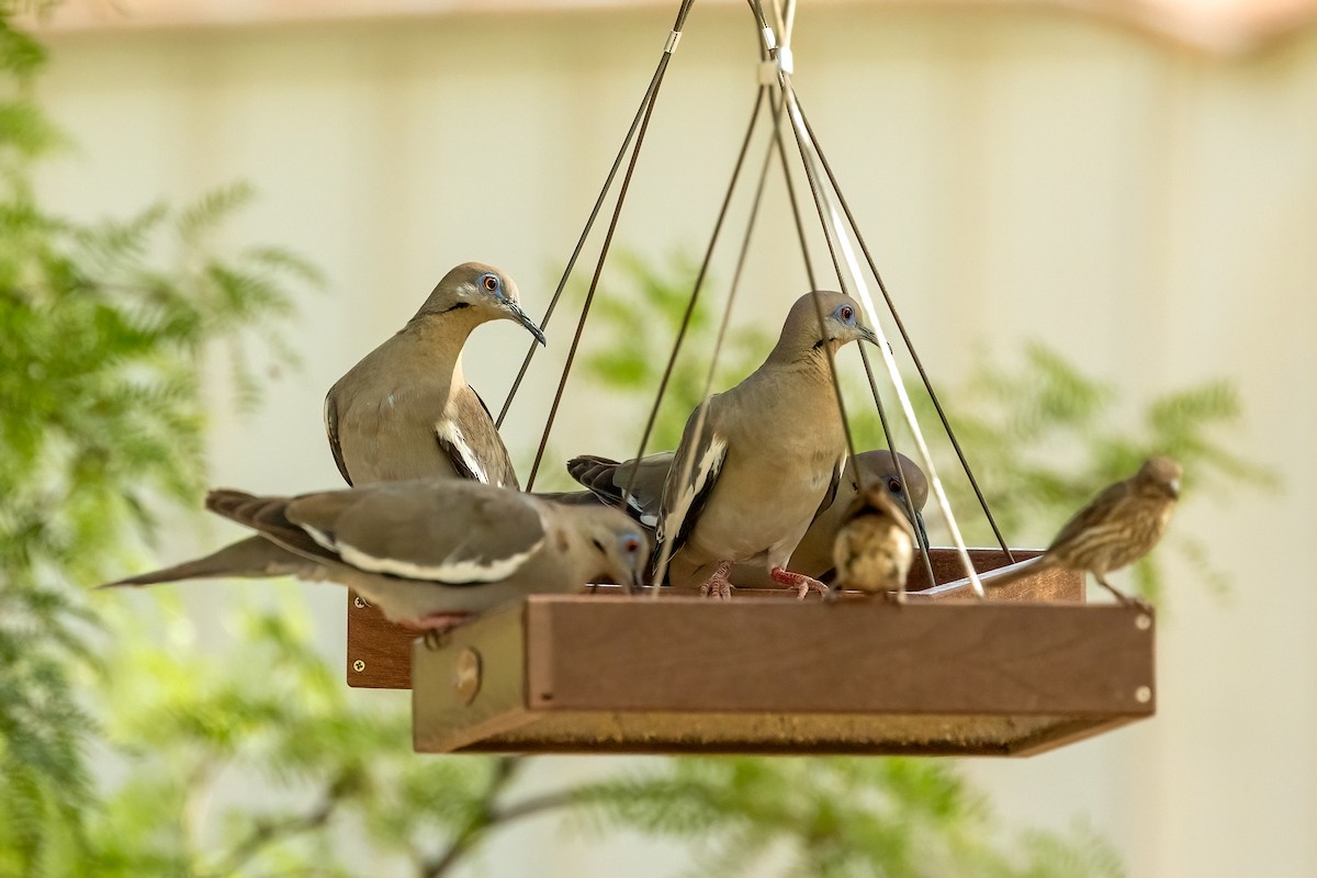 White-winged Dove - ML638337996